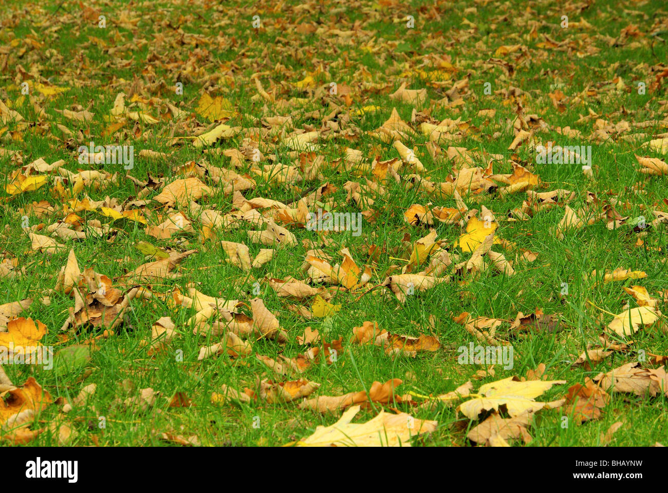 Herbstlaub Auf Wiese - Herbstlaub auf Wiese 02 Stockfoto