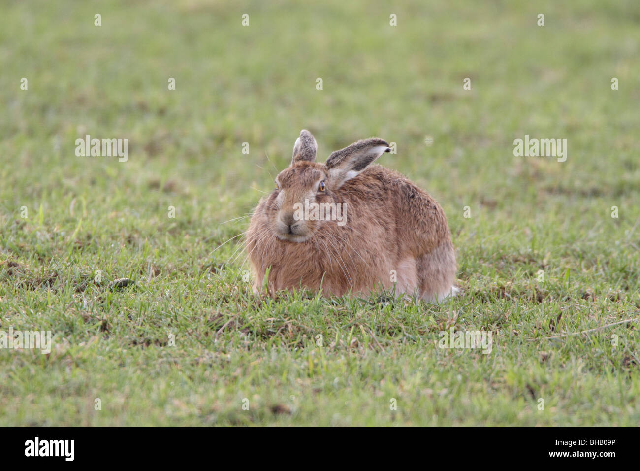 Feldhase Stockfoto