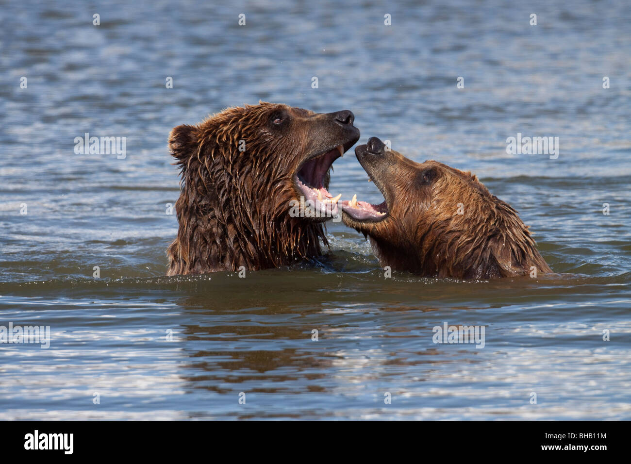 CAPTIVE Grizzly Bären spielen im Wasser im Alaska Wildlife Conservation Center, Yunan Alaska, Stockfoto