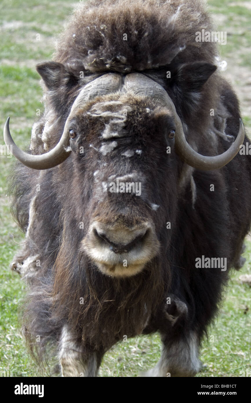 Vergießen Moschusochsen in Yukon Wildlife Preserve im Yukon Territorium, Kanada, Sommer Stockfoto