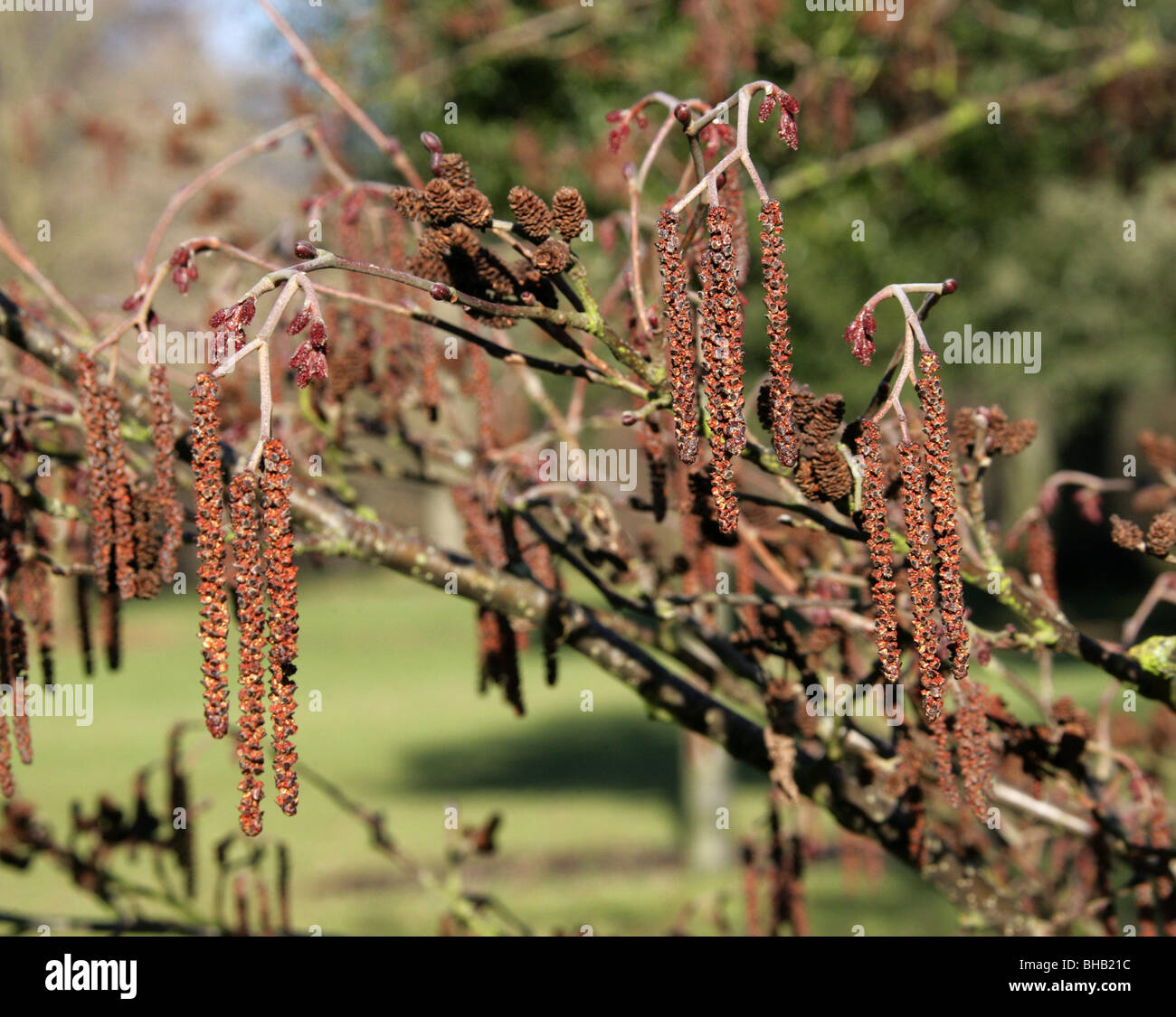 Manchurian Erle Kätzchen, Alnus Hirsuta (Syn A. Inokumai, A. Incana, A. Sibirica A. Tinctoria), Betulaceae, Süd-Sibirien, China Stockfoto