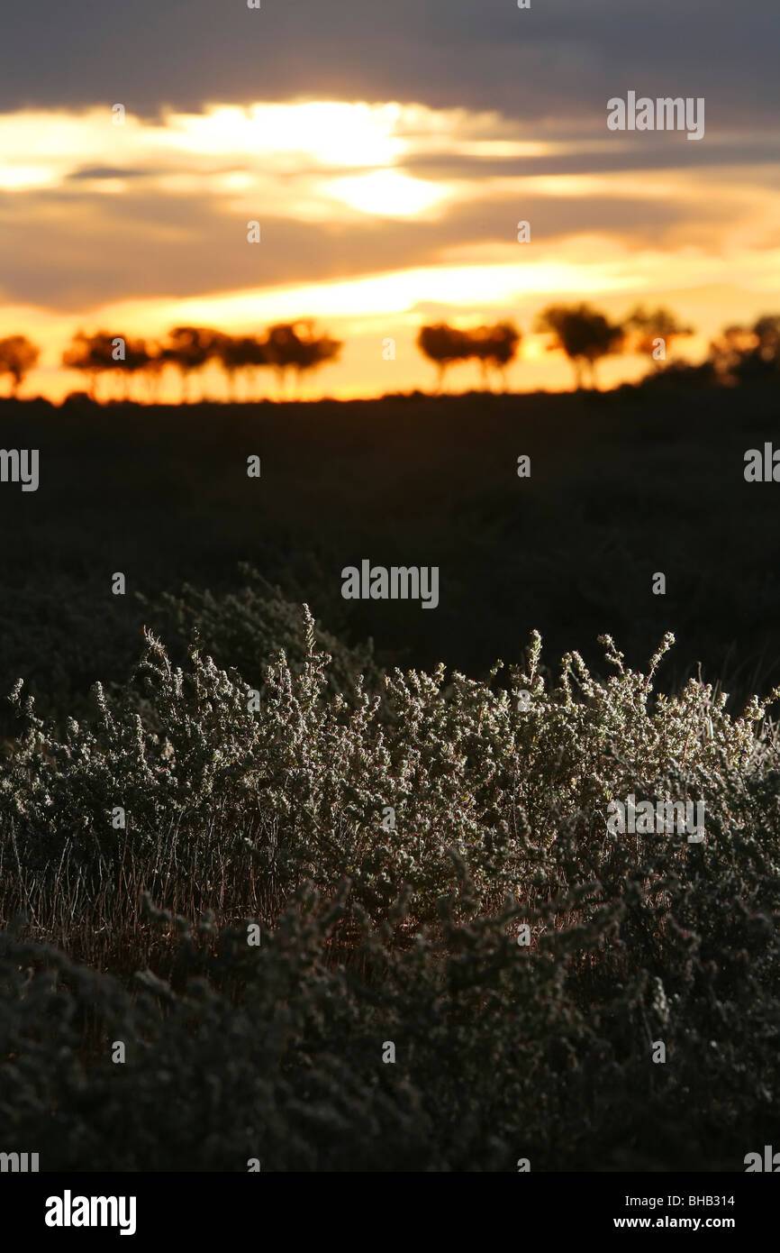 Sonnenuntergang über australische Outback mit Copperburr Bush im Vordergrund Stockfoto