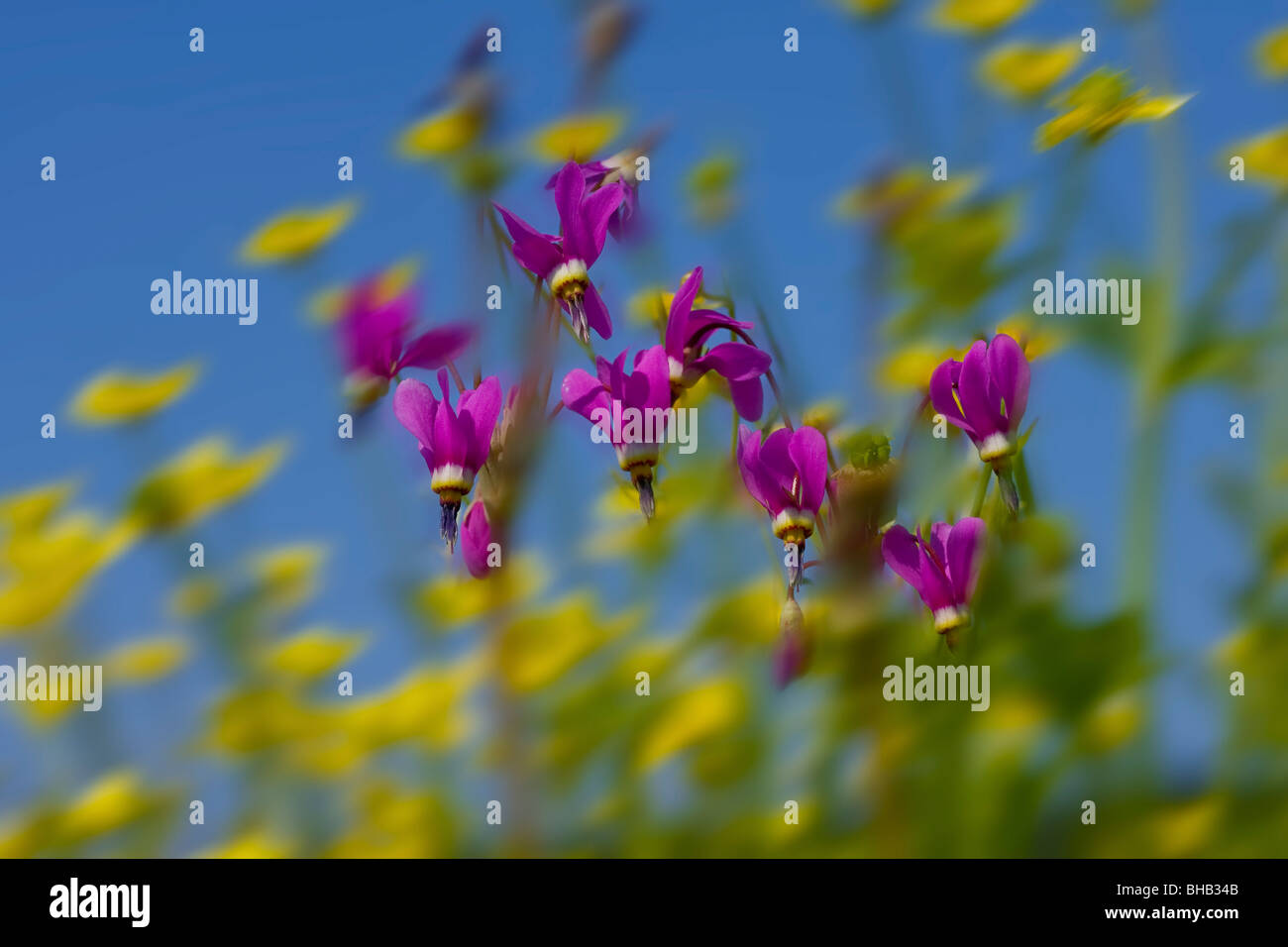 Nahaufnahme von Sternschnuppen und Buttercup Wildblumen Stockfoto