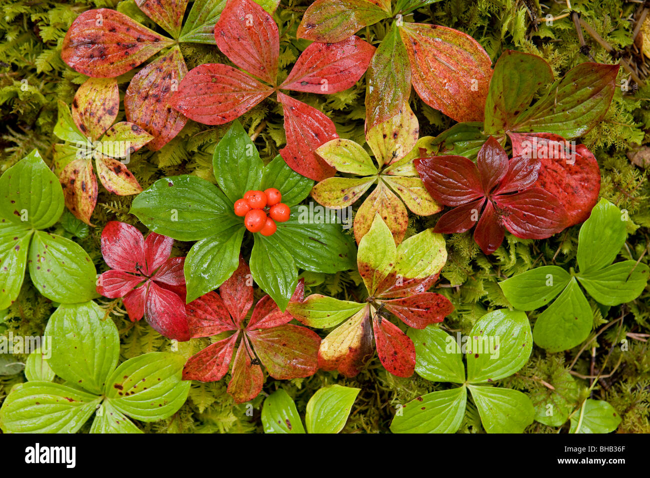 Zwerg-Hartriegel wächst aus einem Bett aus dichtem Moose, Tongass National Forest, Alaska. Stockfoto