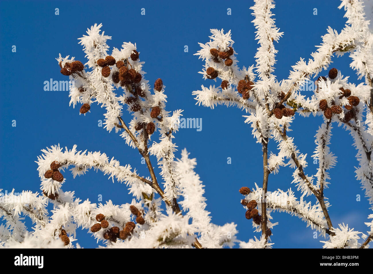 Raureif schmückt Erle Zweige nach längerer sub zero Winterwetter. Stockfoto
