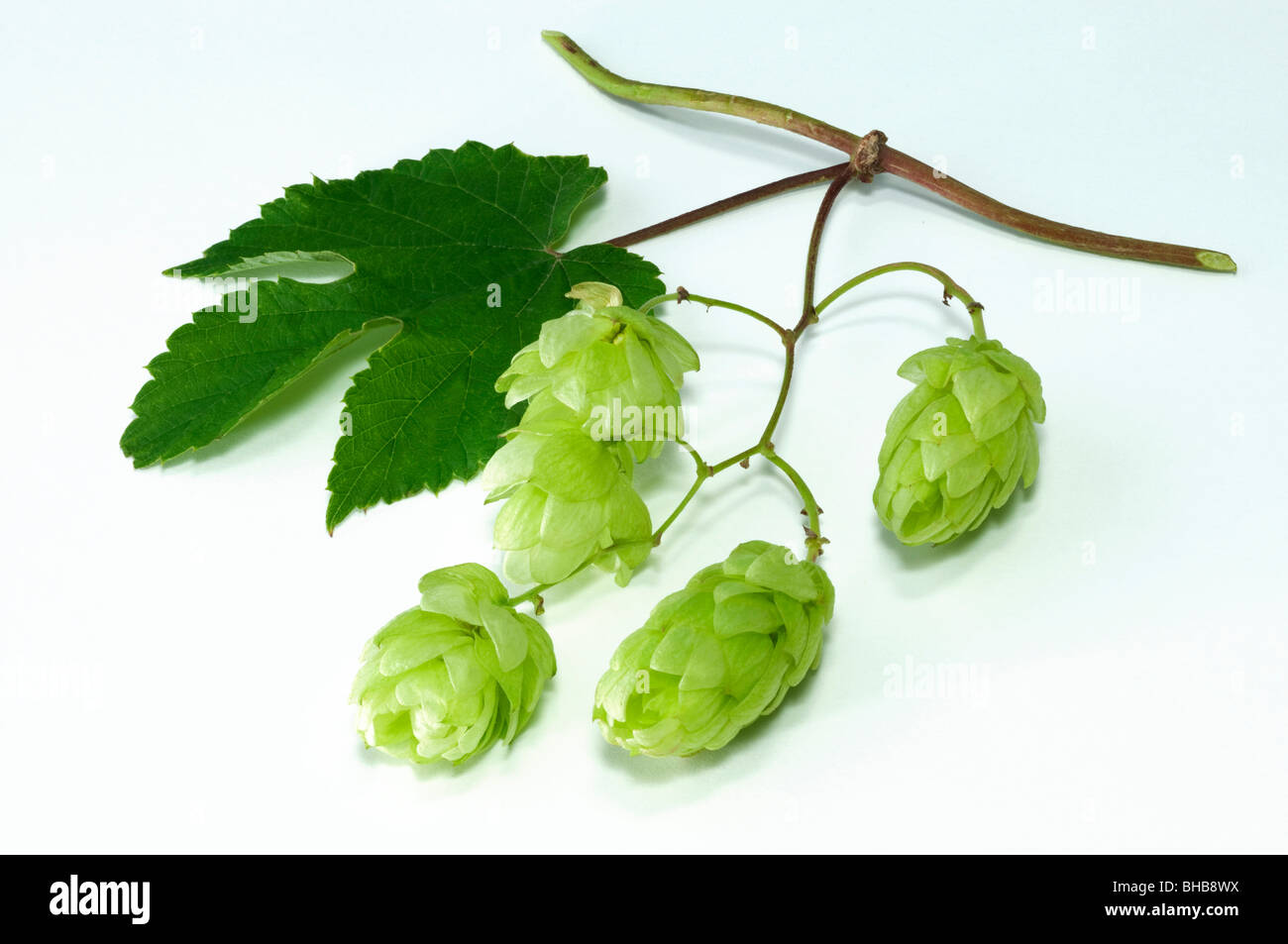Gemeinsamen Hopfen (Humulus Lupulus), Ranke mit Blätter und Früchte, Studio Bild. Stockfoto