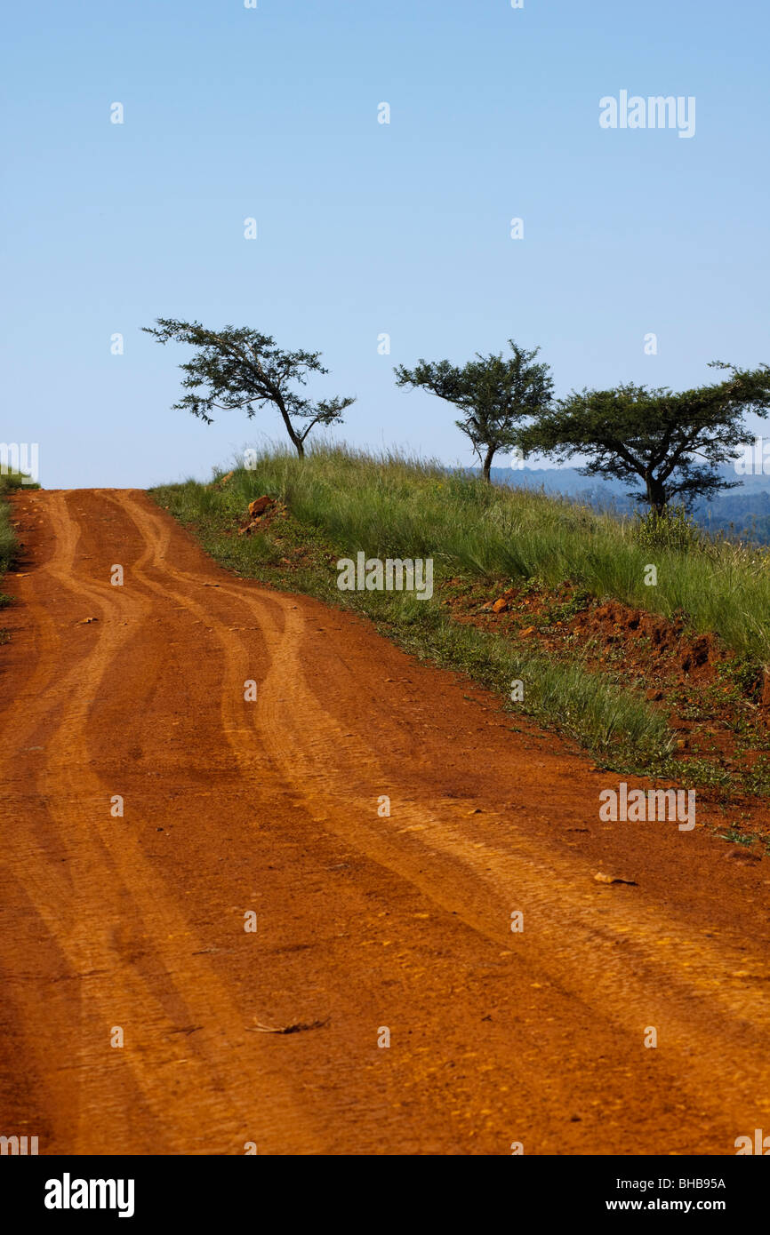 Verfolgen Sie in der afrikanischen Savanne mit gemeinsamen Dach Thorn Akazien. Gattung; Akazie. Spezies; Tortili. Südafrika. Stockfoto