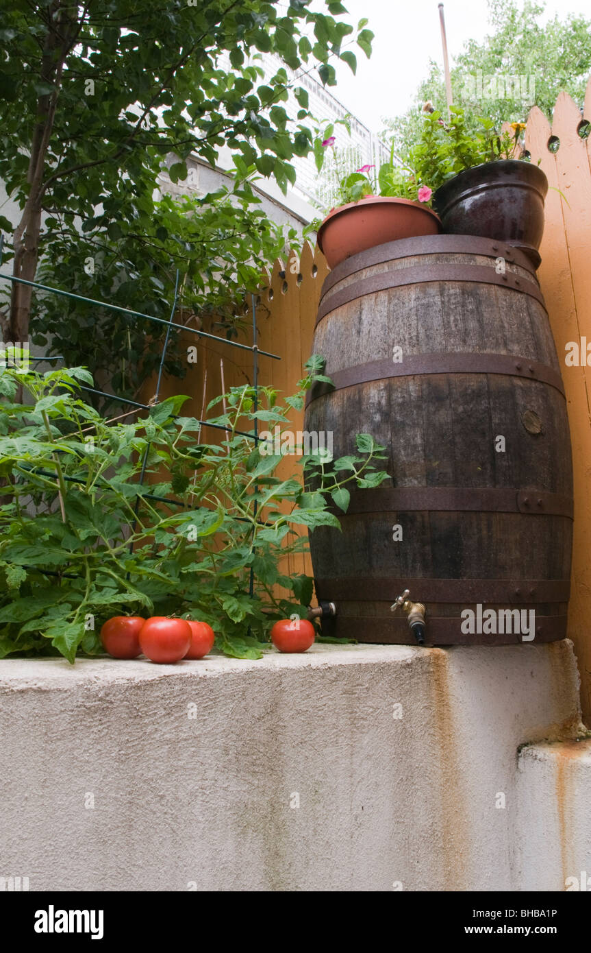 Urbanen Hinterhof mit Garten und Regen oder Bewässerung Gemüsegericht Stockfoto
