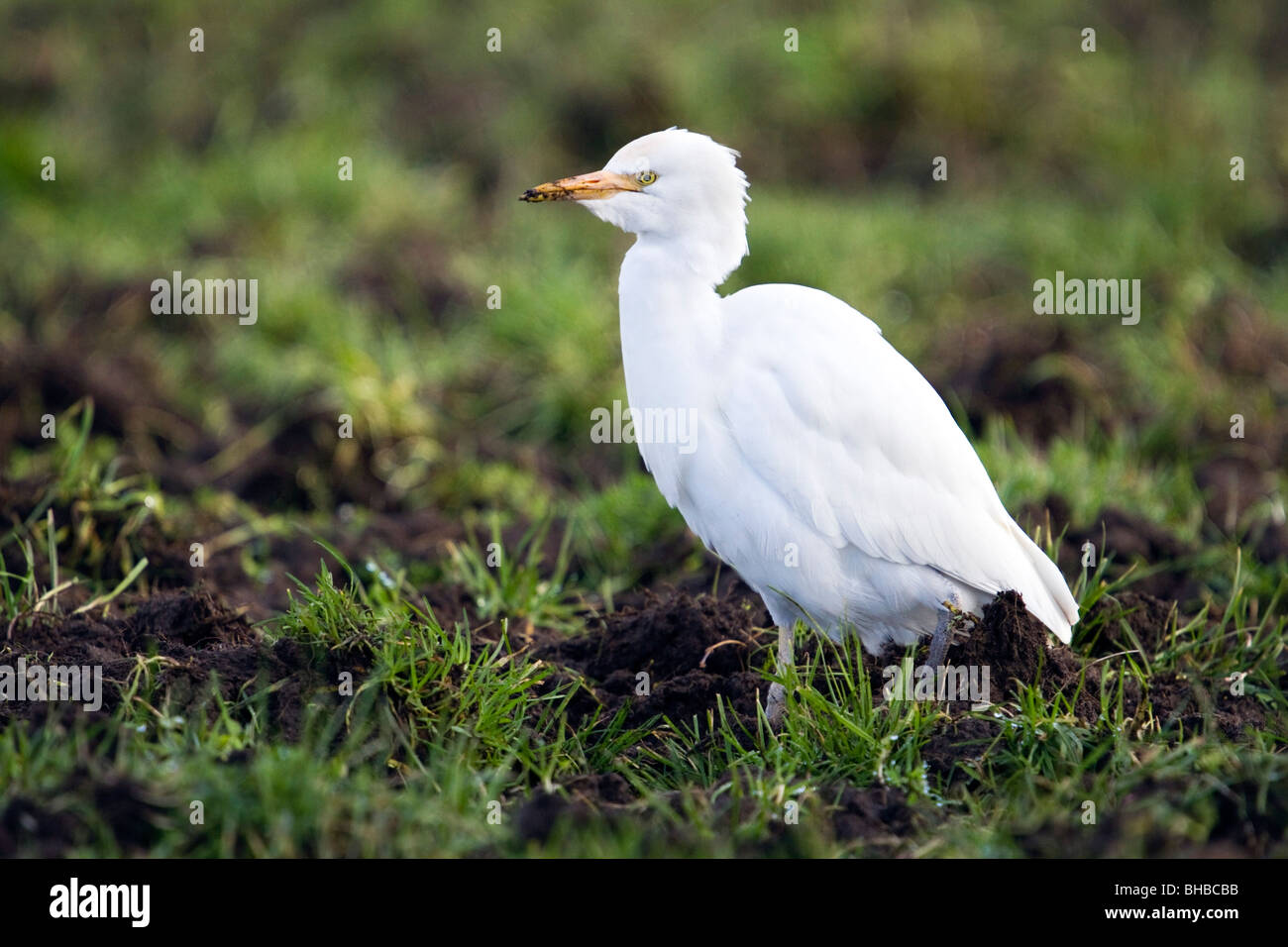 Kuhreiher; Bubulcus Ibis; im Bereich der Rinder; West Cornwall Stockfoto