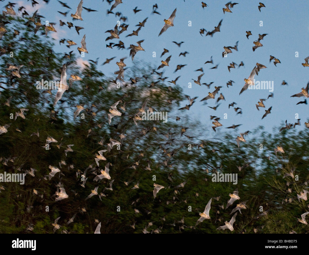 Fledermäuse im Flug entstehende Höhle, Calakmul Biosphere Reserve, Yucatan, Mexiko Stockfoto