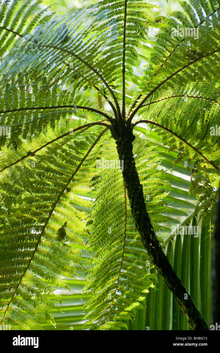 Baumfarne (Cyathea sp.) Marojejy Nationalparks, Madagaskar Stockfoto