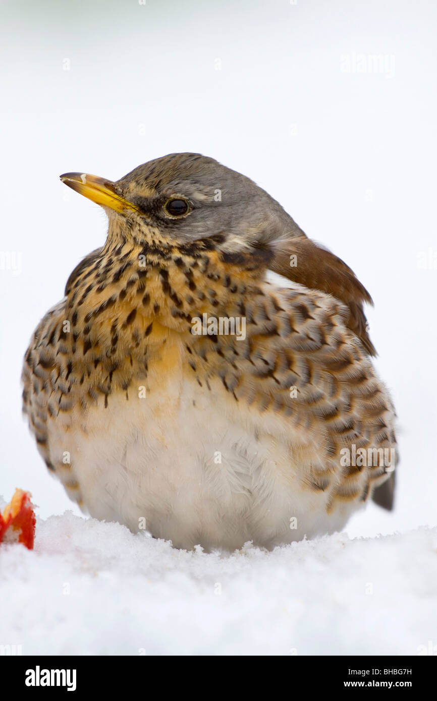 Wacholderdrossel; Turdus Pilaris; im Schnee Stockfoto