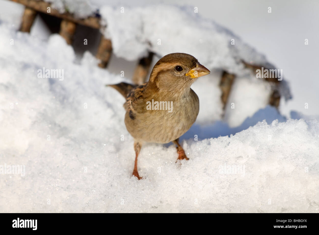 Haussperling; Passer Domesticus; Weibchen im Schnee Stockfoto
