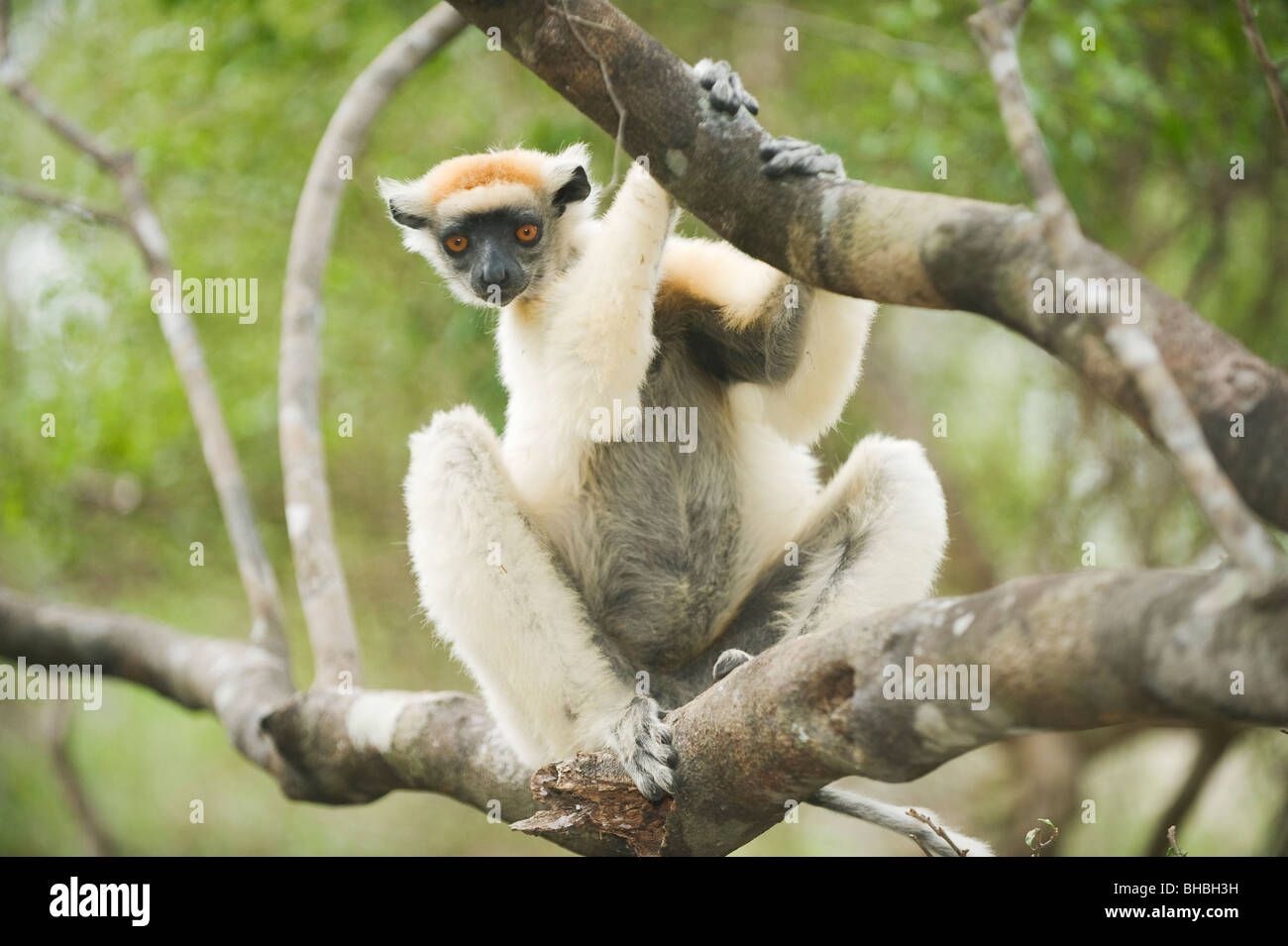 Golden-gekrönter oder Tattersall ist Sifaka Lemur (Propithecus Tattersalli) bedrohte, Fenamby Reserve, Daraina, Madagaskar Stockfoto