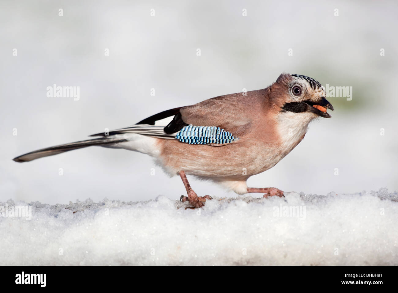 Jay; Garrulus Glansarius; im Schnee mit Erdnuss im Schnabel Stockfoto