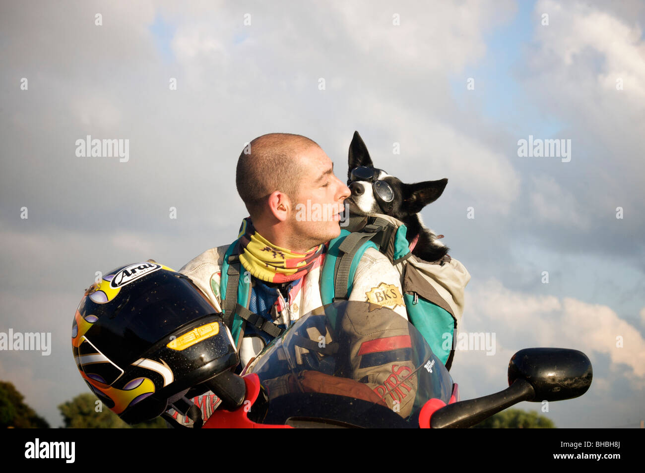 Border Collie Mia tragen doggles auf der Rückseite des Motorrad des Eigentümers Stockfoto