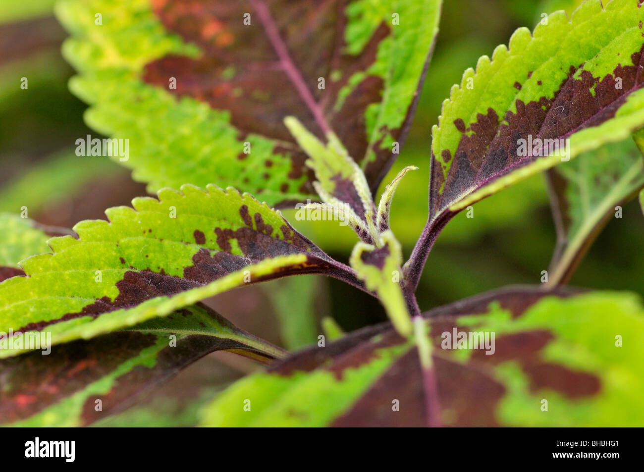 Coleus (solenostemon scutellarioides Syn. coleus Blumei) Stockfoto