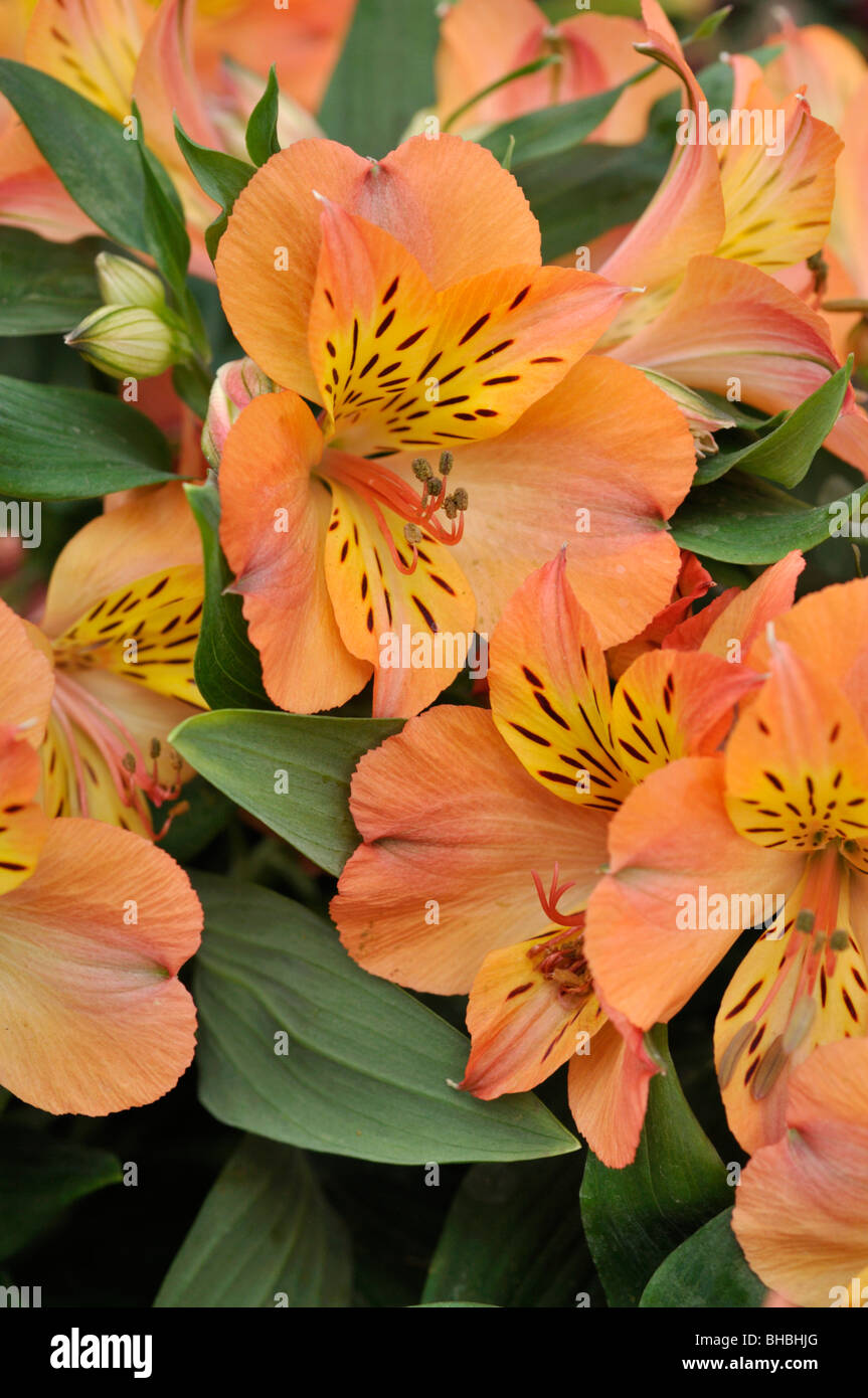 Peruanische Lily (alstroemeria Mathilde) Stockfoto