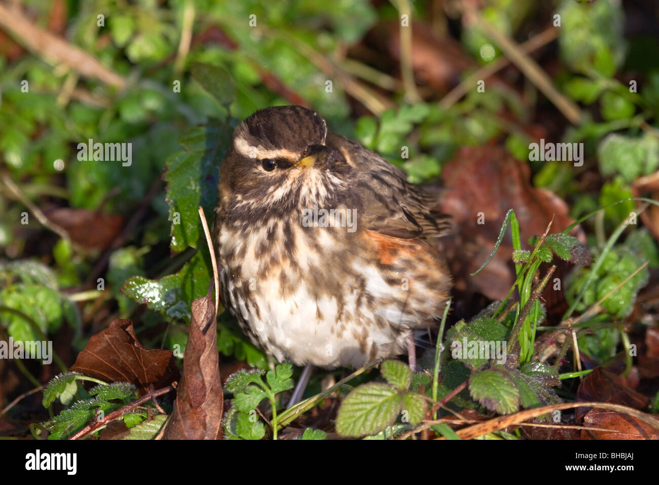 Rotdrossel; Turdus Iliacus; Stockfoto