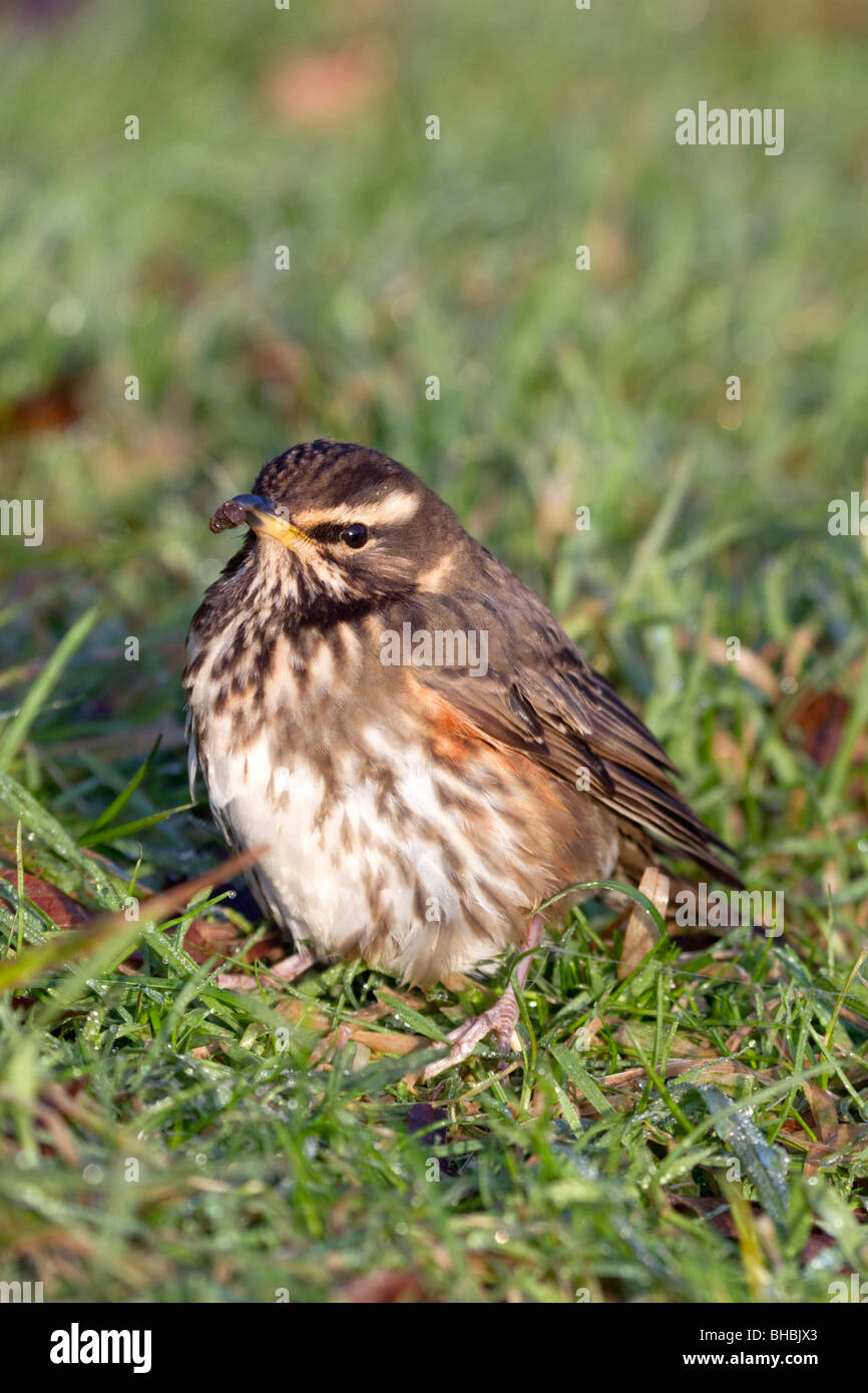 Rotdrossel; Turdus Iliacus; Stockfoto