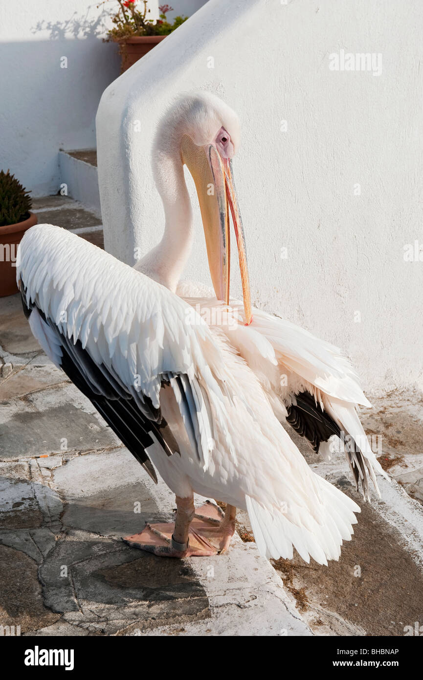 Petros Pelican putzen ist Federn in Mykonos, Griechenland Stockfoto