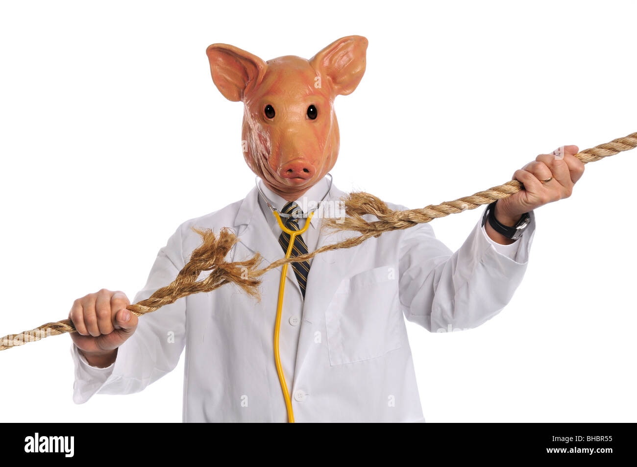 Schweinegrippe-Epidemie Konzept mit Schwein gekleidet als Arzt brechen ausgefranste Seil Stockfoto