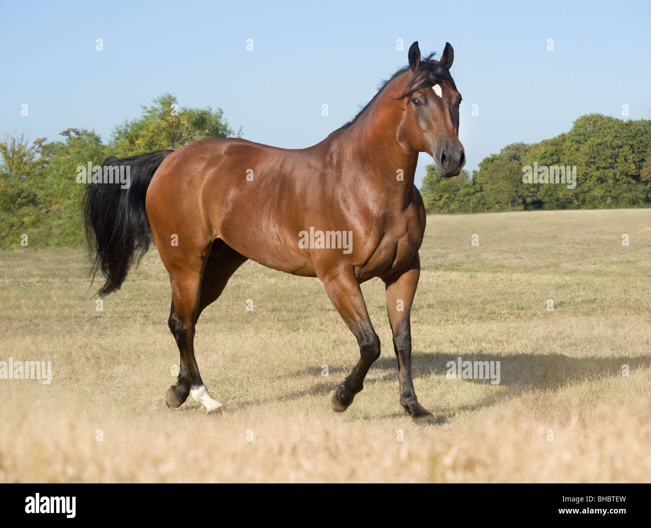 Quarter Horse Hengst stud Stockfoto