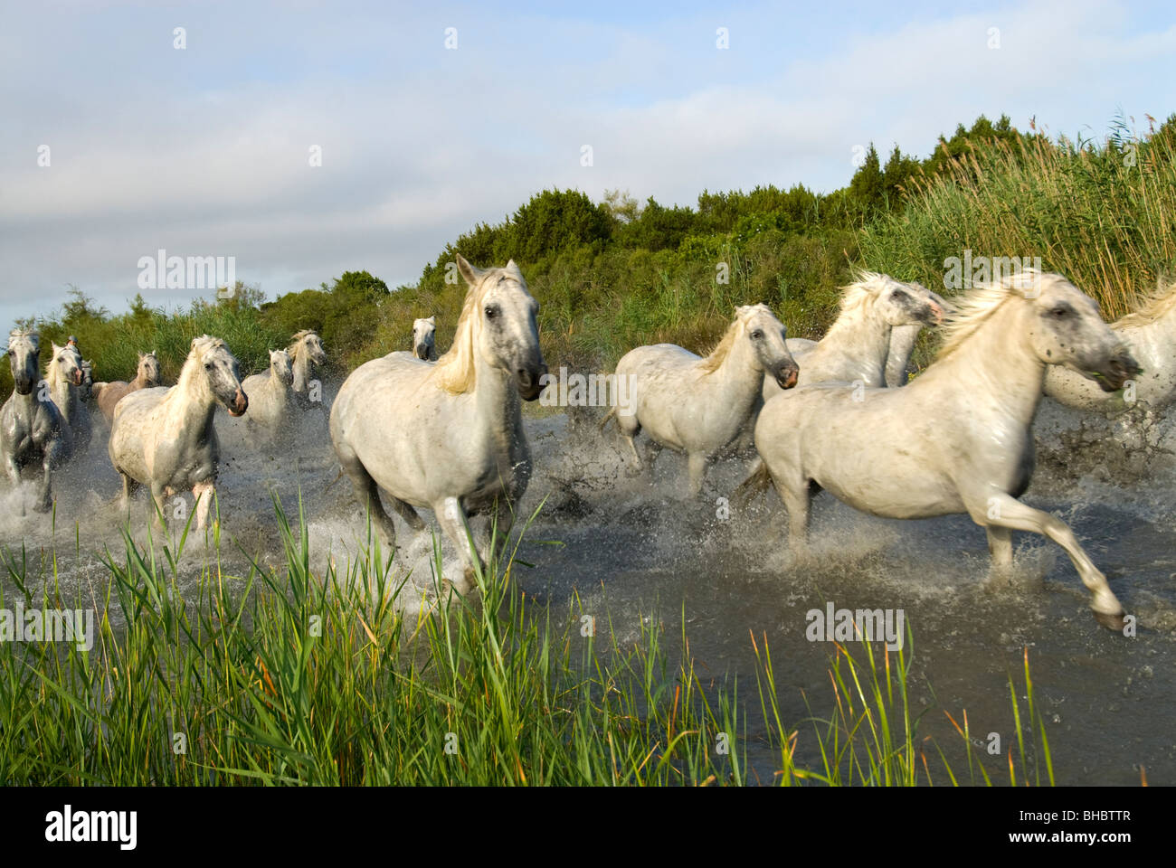 Weisse Pferde der Camargue, Provence, Frankreich Stockfoto