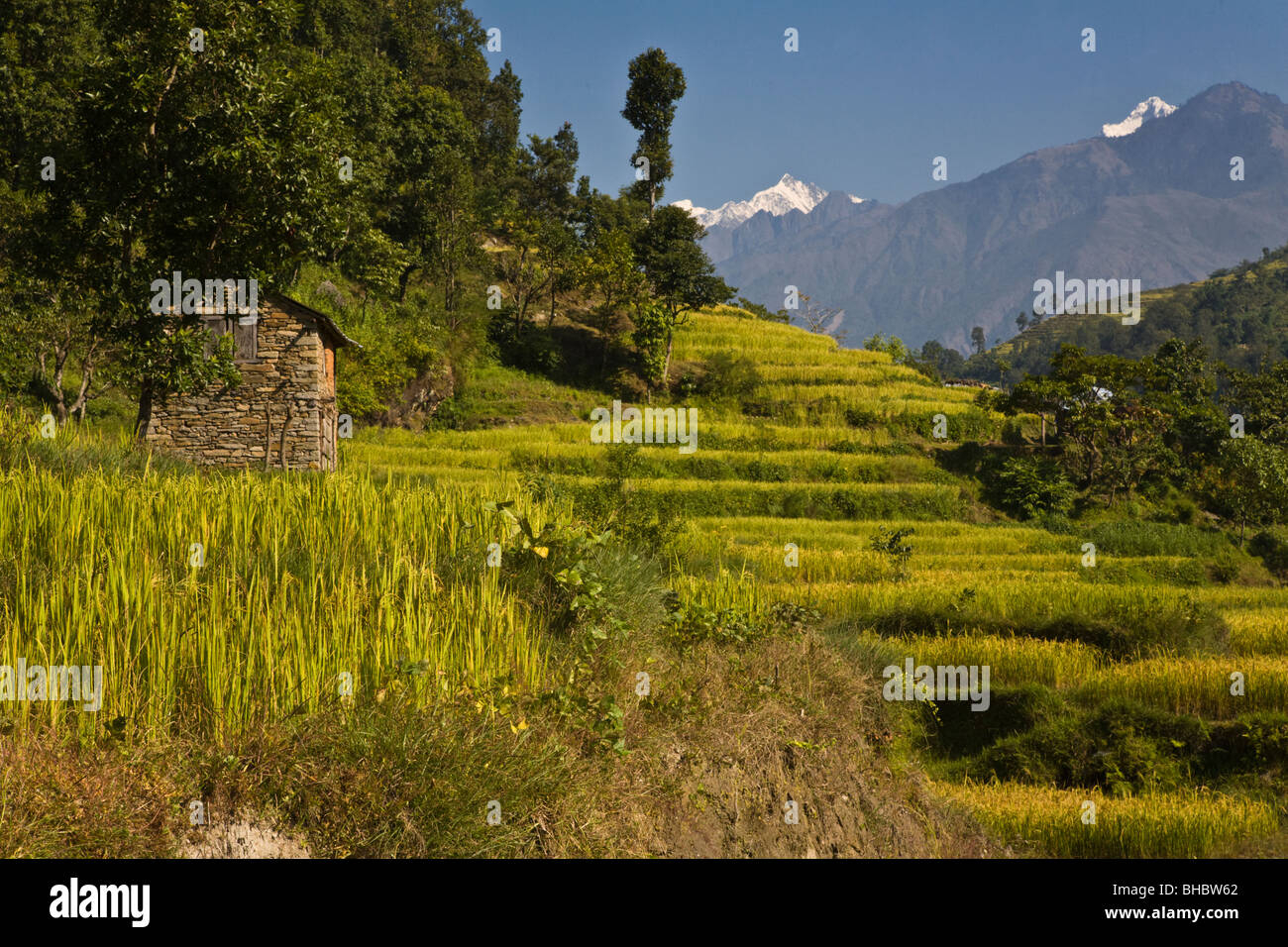 Felder von Reis wachsen im alten Terrassen über BUDHI GHANDAKI RIVER Valley - um MANASLU Trekking, NEPAL Stockfoto