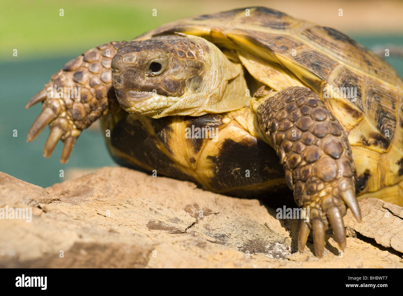 Horsefield, russischen oder vier-toed Schildkröte (Testudo Horsfieldi). Verteilung; Zentralasien, Russland, Pakistan. Stockfoto