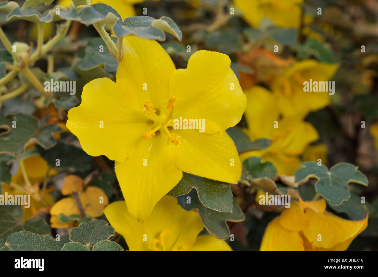 Kalifornische flannelbush (fremontodendron californicum) Stockfoto