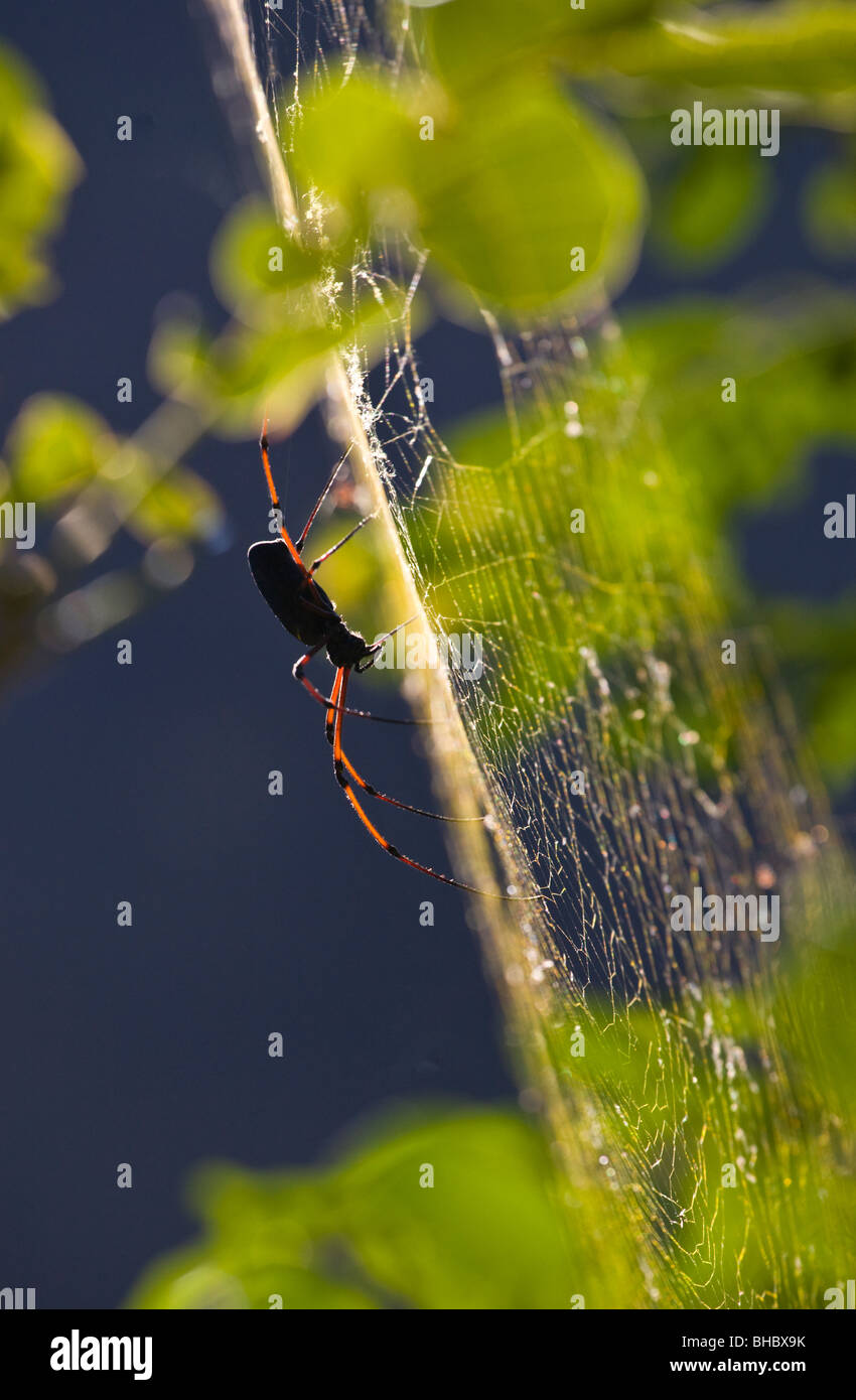 ROTEN BEINEN SPIDER - UM MANASLU TREK, NEPAL Stockfoto