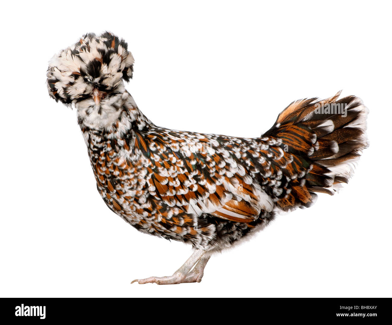 Tollbunt Tricolor polnischen Huhn, 6 Monate alt, vor weißem Hintergrund Stockfoto