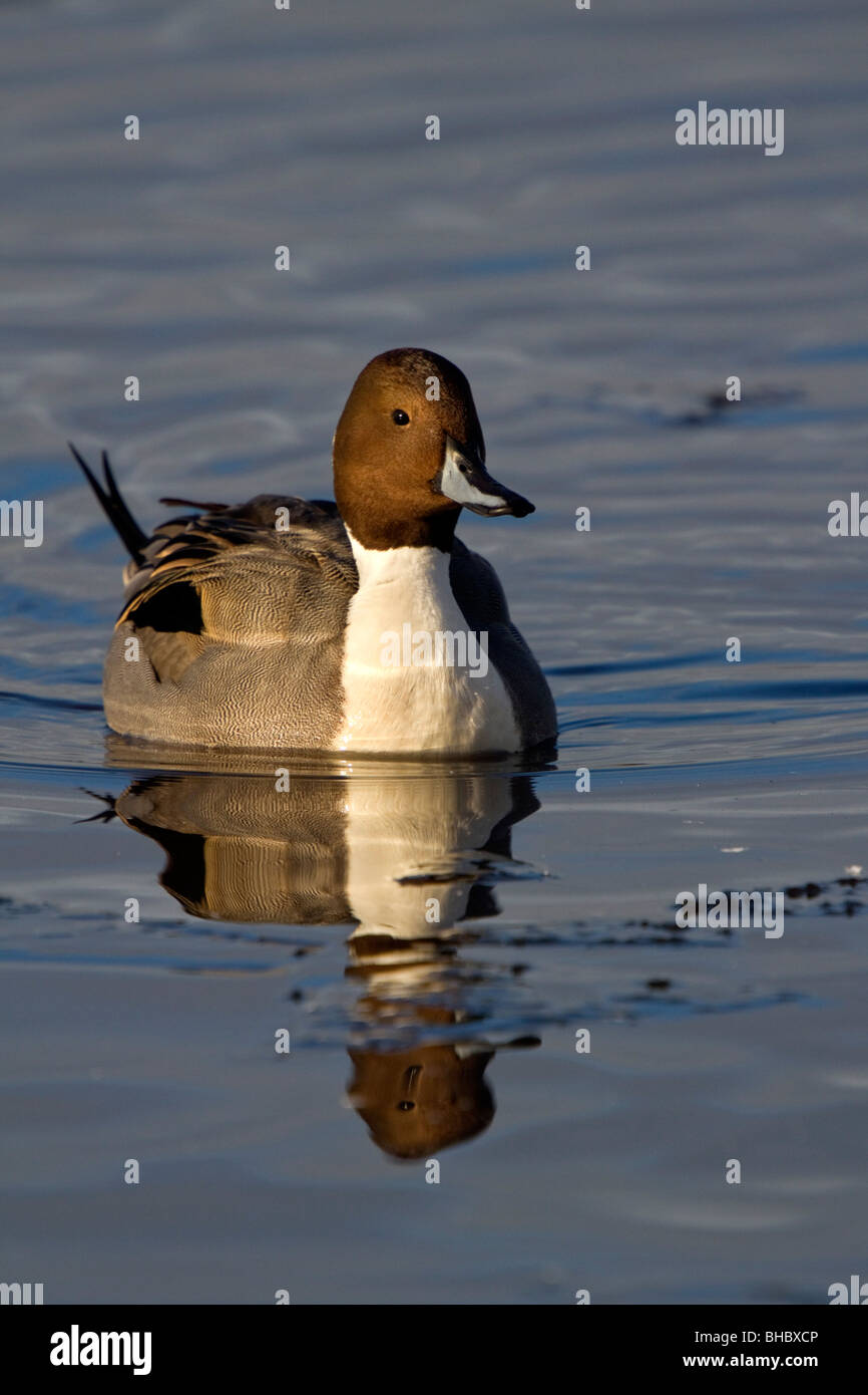 Pintail; Anas Acuta; männliche Ente Stockfoto