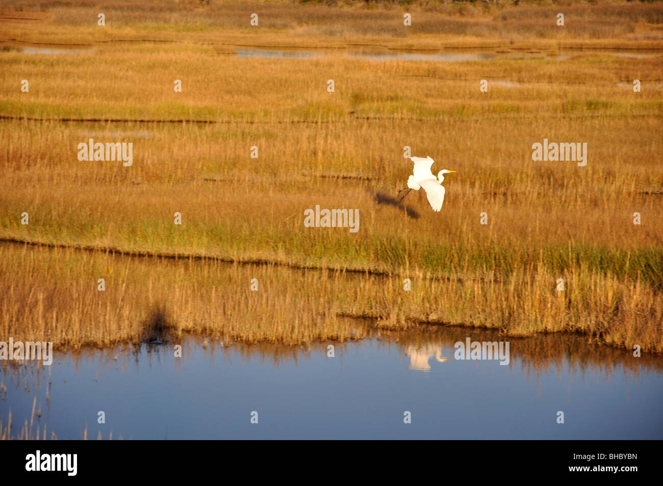 Great Egret Snowy Egret Assateague Island Maryland National Seashore State Park Stockfoto