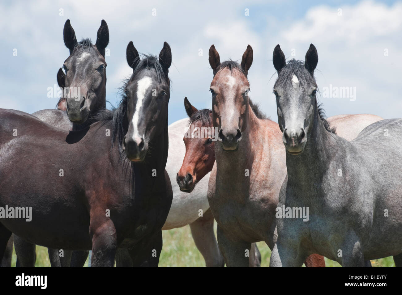 Quarter Horse Herde Stockfoto