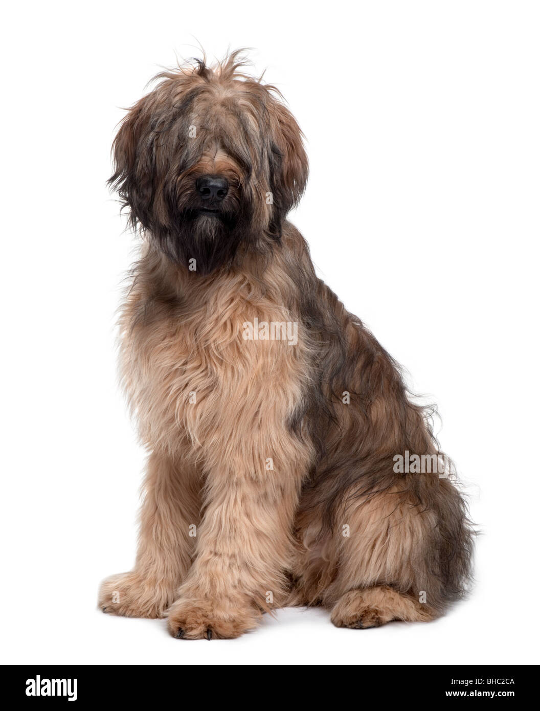 Briard, 9 Monate alt, sitzen vor weißem Hintergrund Stockfoto