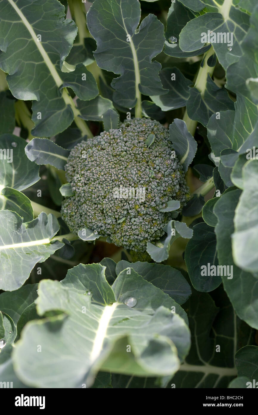 Brokkoli, wächst auf einer Zuteilung Stockfoto