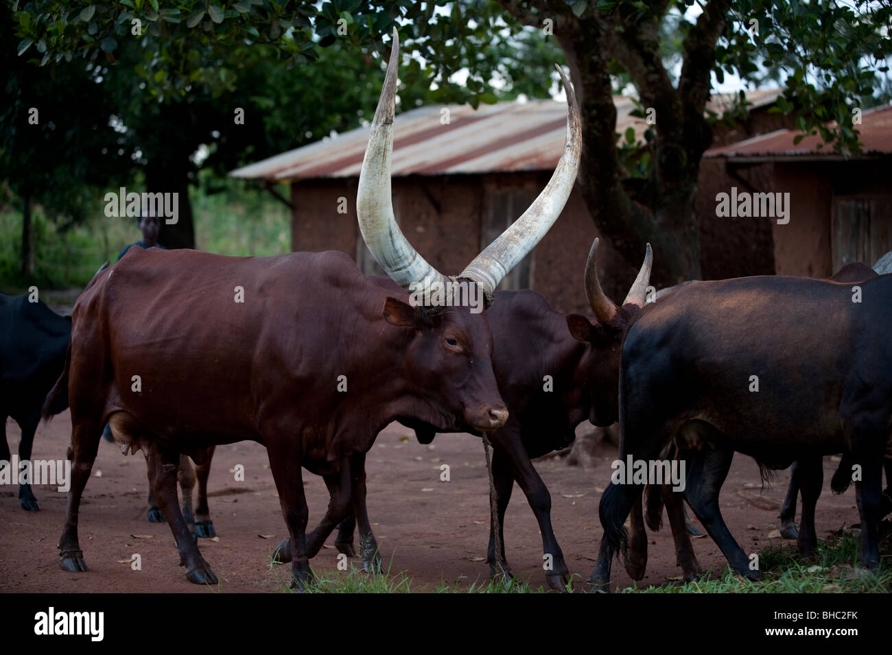 Lange Hornvieh in Uganda Stockfoto