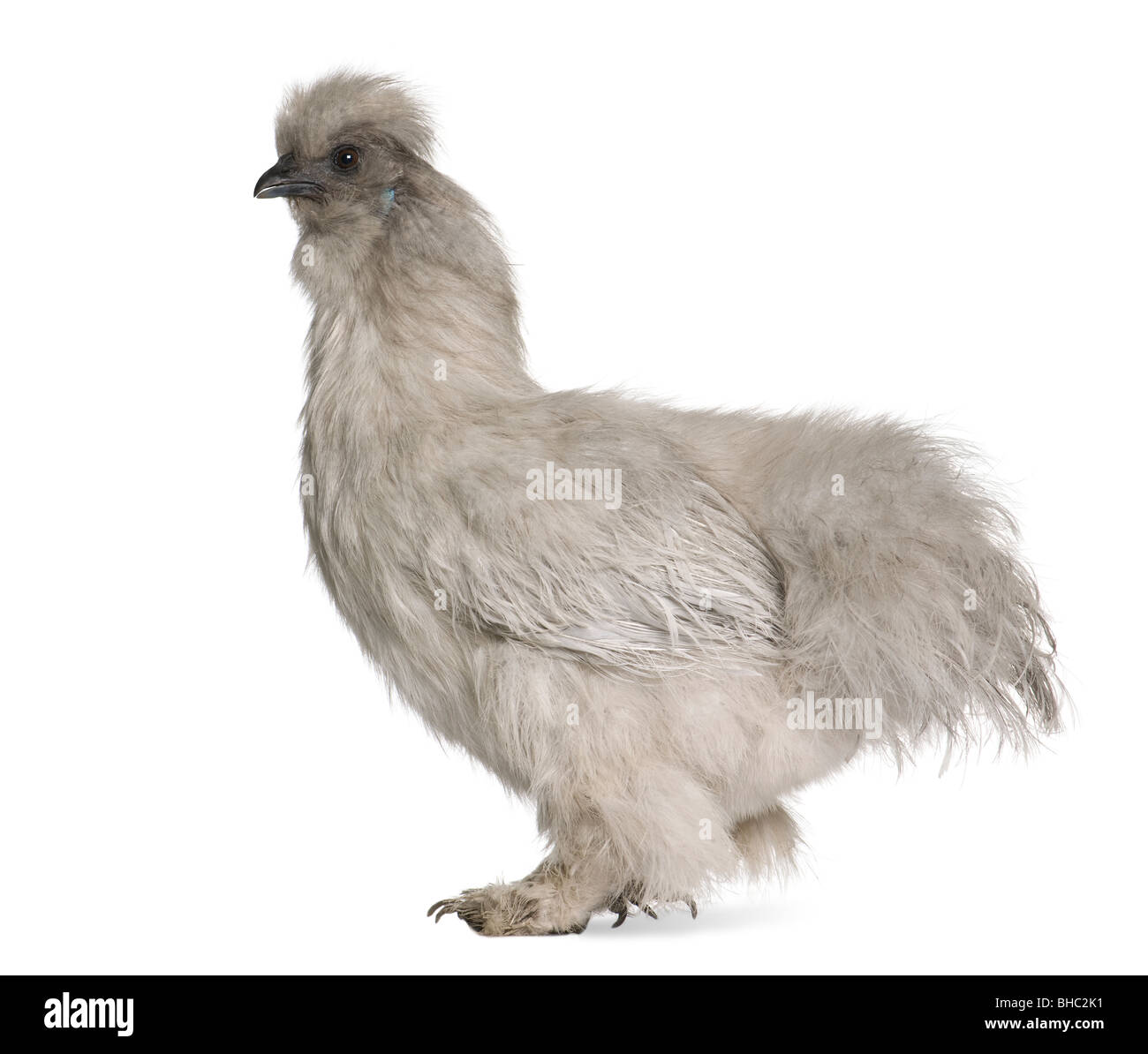 Grey Silkie Henne, 1 Jahr alt, vor weißem Hintergrund Stockfoto