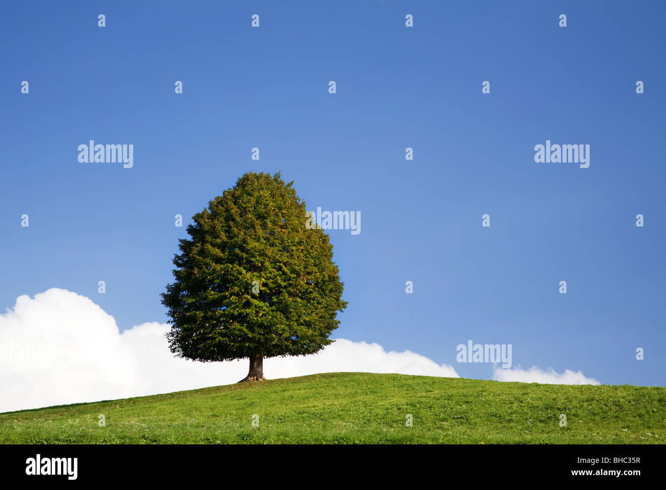 Einsamer Baum auf Hügel Stockfoto