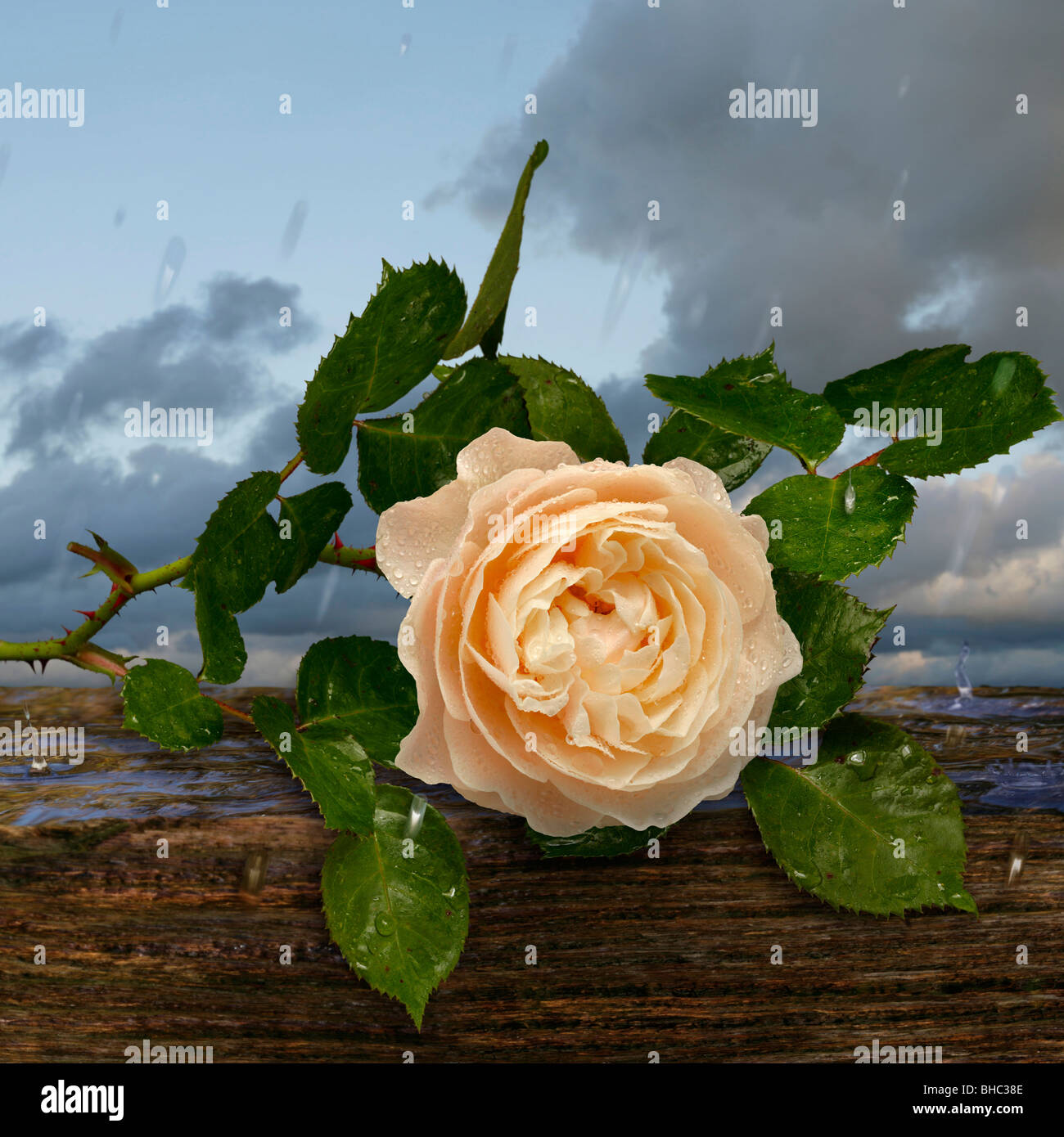 rosa Rose bei Regen auf einem Holztisch Stockfoto