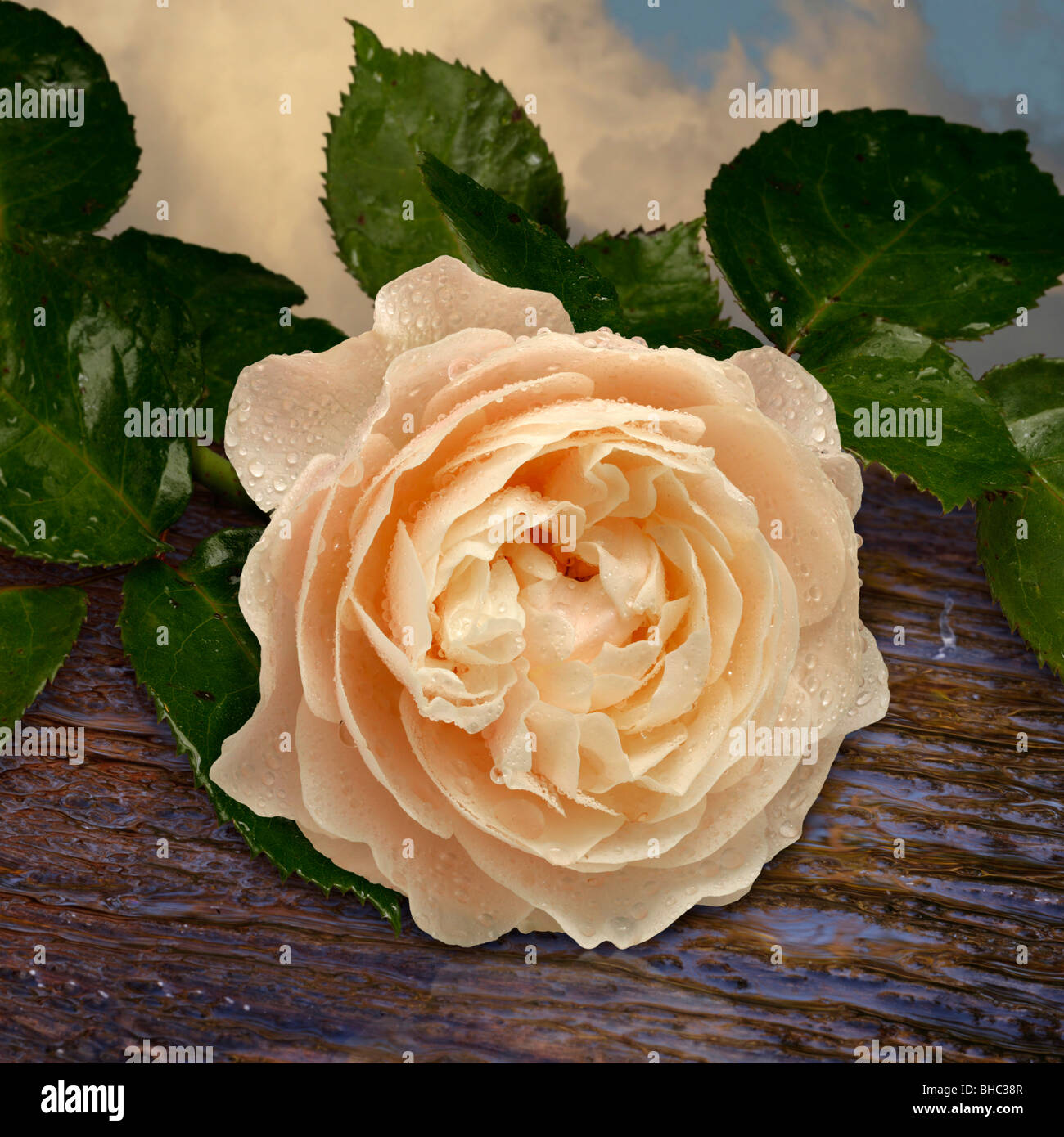 rosa Rose nach dem Regen auf einem Holztisch Stockfoto