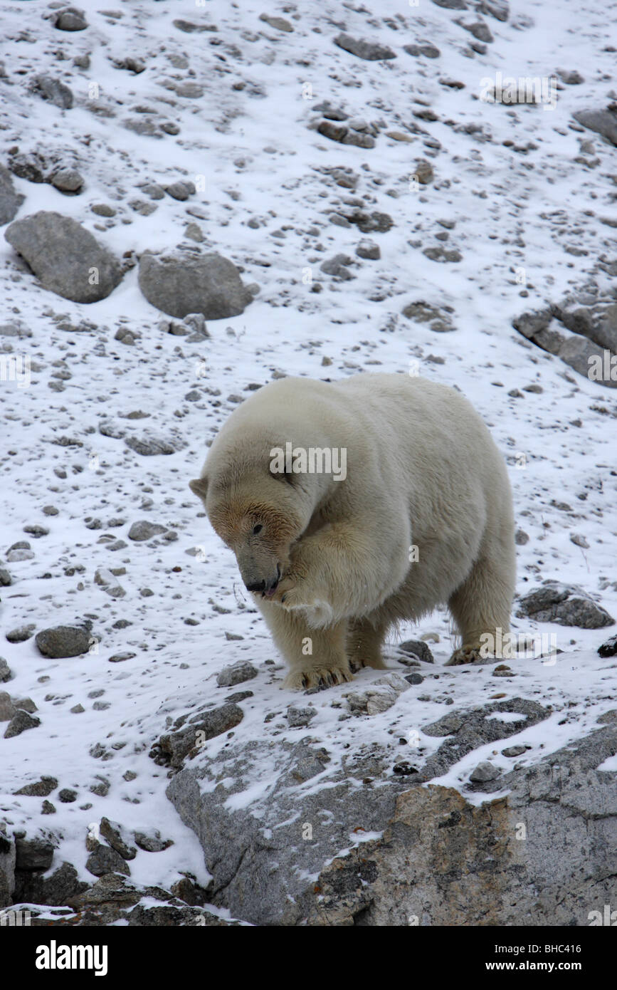 Eisbär Ursus Maritimus stehen auf Schnee bedeckt Felsen lecken und Reinigung seiner Vorderpfote Stockfoto