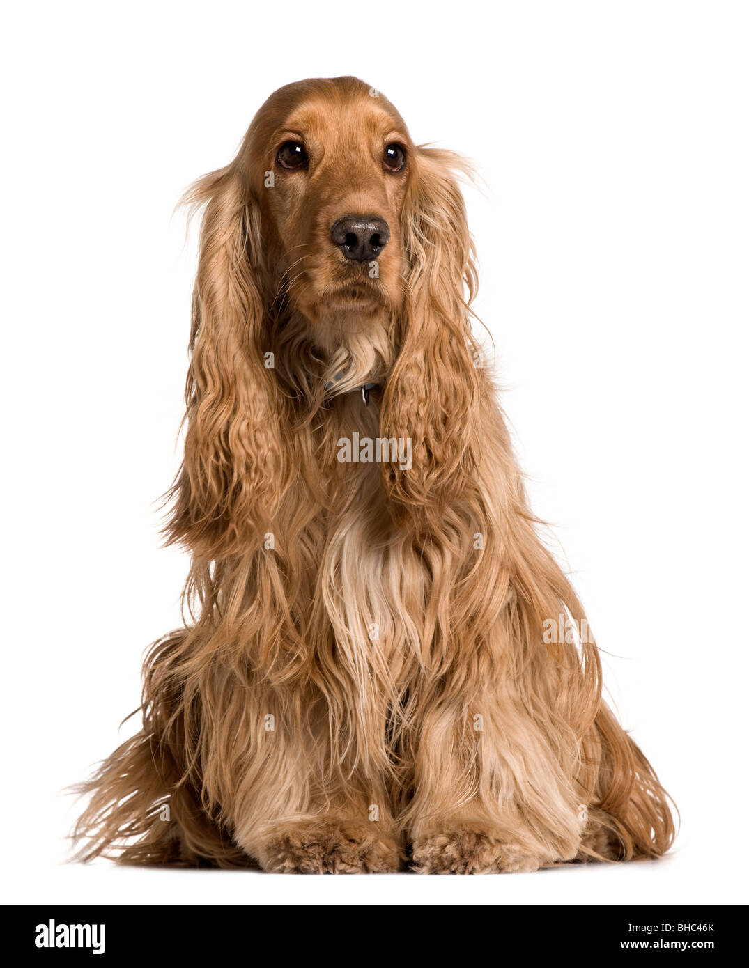 Cocker Spaniel sitzend vor weißem Hintergrund Stockfoto