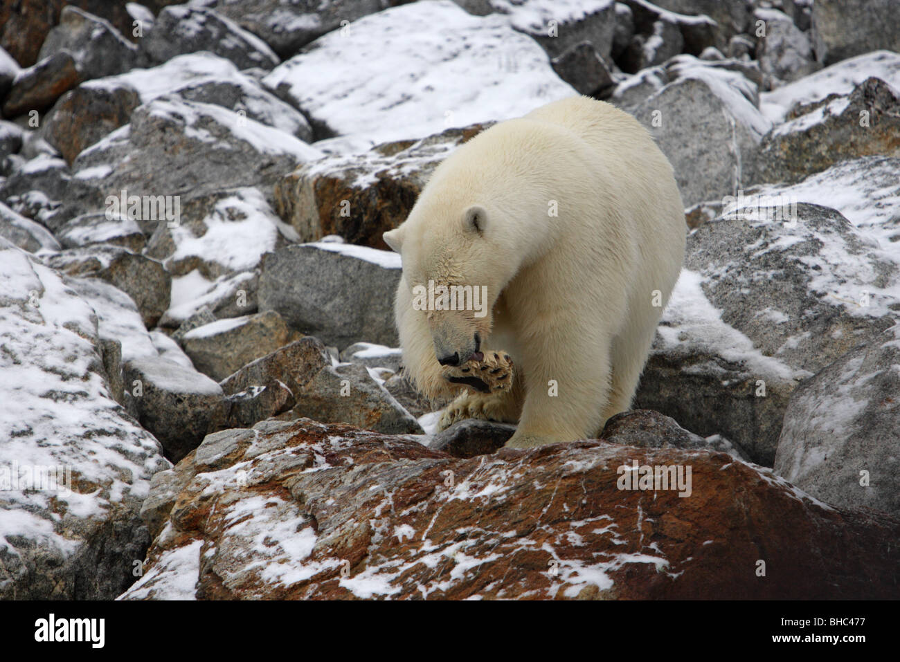 Eisbär Ursus Maritimus stehen auf Schnee bedeckt Felsen lecken und Reinigung seiner Vorderpfote Stockfoto