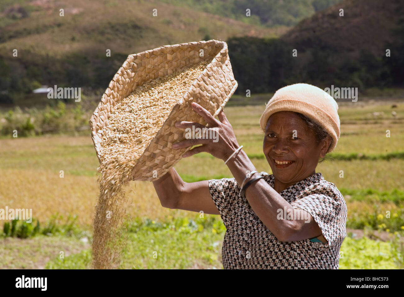 Elcolbere Dorf Frauen Bauer Maria Moniz Sortier- und Nachlese ihr Reis Ernte in Aliu Region Ost-Timor Stockfoto
