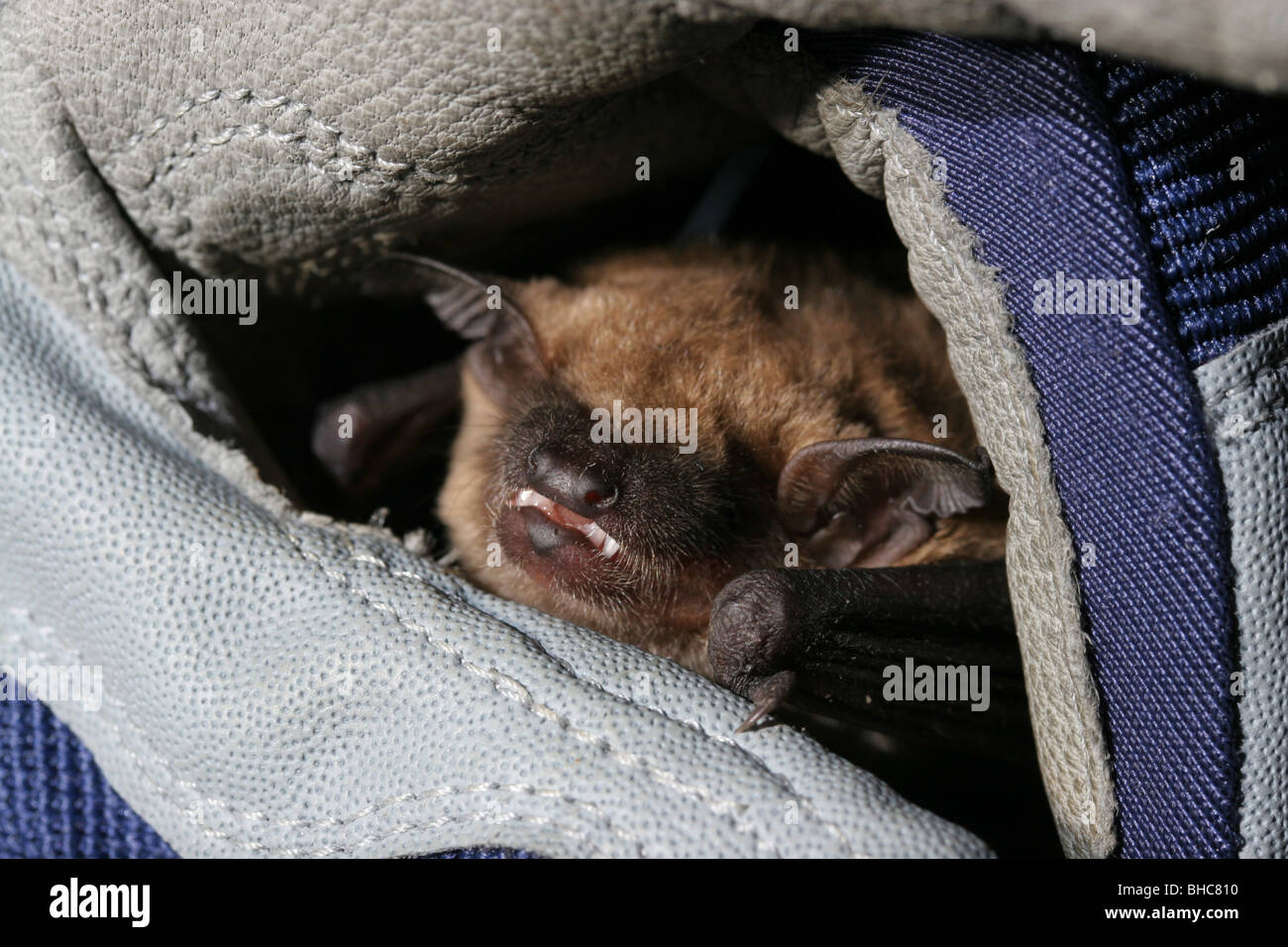 große braune Fledermaus hand Forscher kentucky Stockfoto