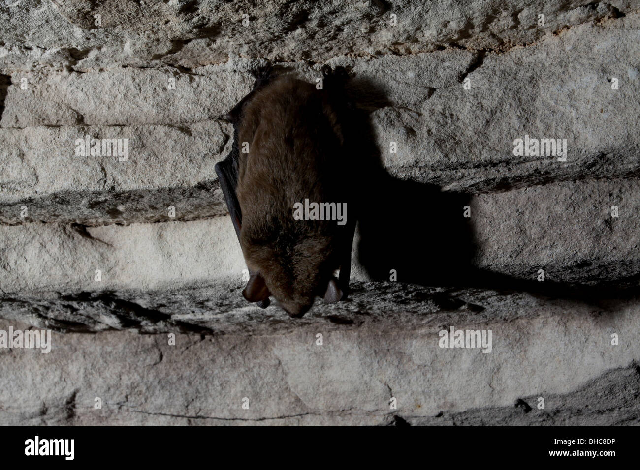 große braune Fledermaus im Ruhezustand Höhle, kentucky Stockfoto