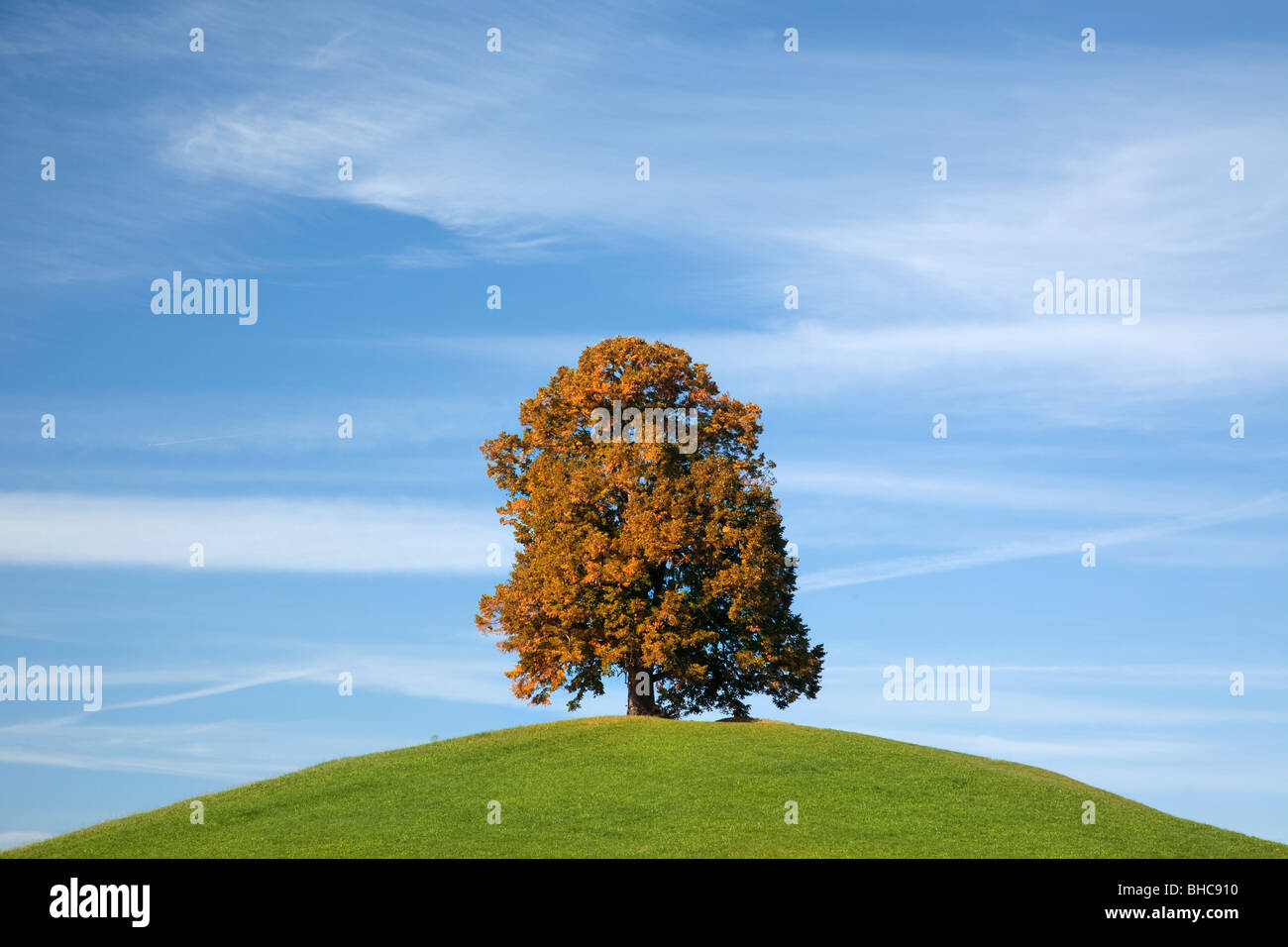Einsamer Baum auf Hügel Stockfoto